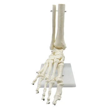 Анатомическая модел на крака на човешкия скелет 1: 1 Стъпало и глезен с долната част на крака Анатомическая модел ресурси за Обучение по анатомия