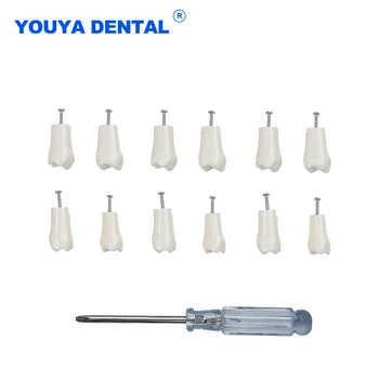 Подмяна на зъбите Модел изкуствени зъби Подвижна Зъбния техник Подготовка на материали за практики Доставка на материали за разглеждане на зъболекар